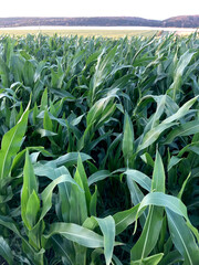 High and green stems of green corn in the field