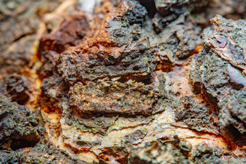 Background with a close-up of the bark of a tree heavily damaged from old age with breaks and...