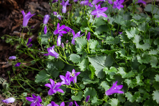 Close Up of Purple Flowers with Green Jagged Leaves (Campanula spicata)