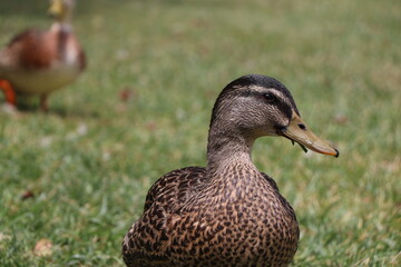 duck in the park
