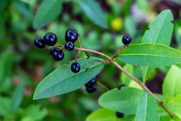 Fresh organic blueberrys on the bush in Vivid colors