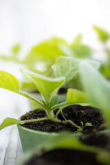 spring green fresh seedlings in flower pots, close-up