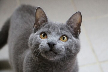 Obraz premium piękny mały szary kotek portret głowy
