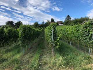 Fototapeta na wymiar Vineyards in the Baden-Württemberg region, in southwestern Germany. Württemberg is known as Germany's premier red wine region