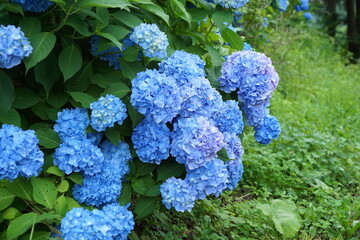 blue hydrangea flower
