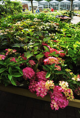 Garden show with plants and flowers