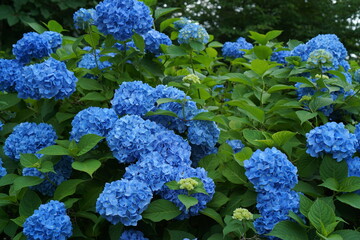 blue hydrangea flower