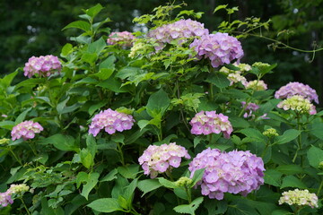 pink hydrangea flowers in the garden
