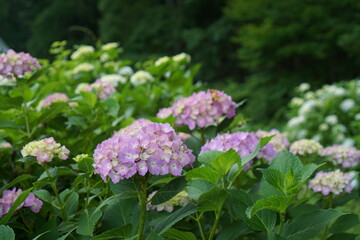 pink hydrangea flowers in the garden