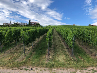 Fototapeta na wymiar Vineyards in the Baden-Württemberg region, in southwestern Germany. Württemberg is known as Germany's premier red wine region