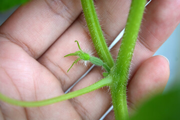 Young sprout of cucumber in hand. The concept of home gardening, for growing vegetables, farmer grows cucumbers.