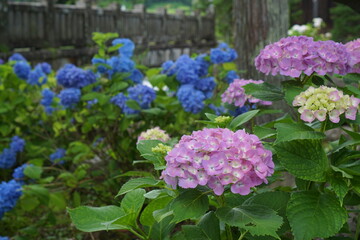 pink hydrangea flowers in the garden
