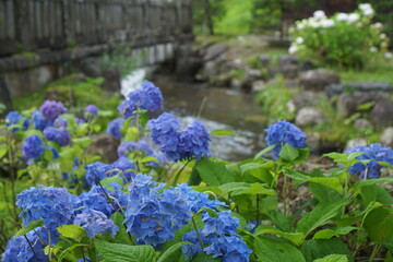 BLUE hydrangea flowers