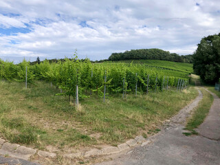 Naklejka premium Vineyards in the Baden-Württemberg region, in southwestern Germany. Württemberg is known as Germany's premier red wine region