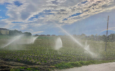 Sprinkler irrigation on plowed field