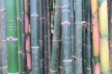 Graffiti d'amour sur bambou.