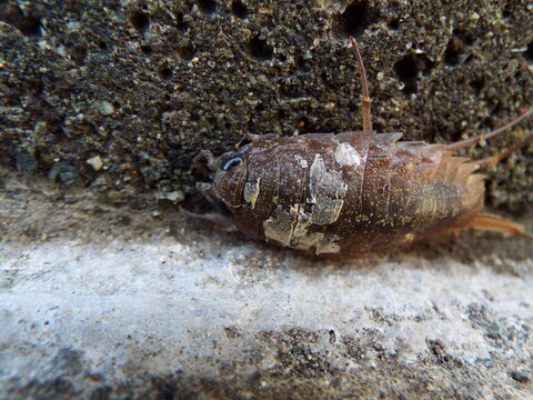汚れたフナムシ Dirty sea worms