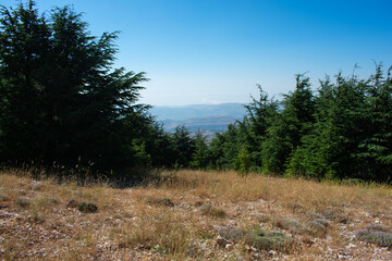 Cedar forest in the Lebanon mountains