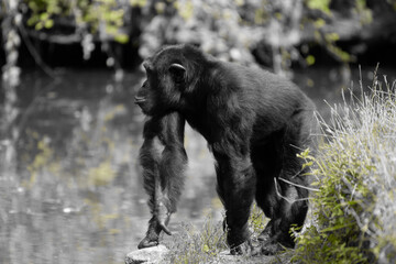 Fototapeta premium Chimpanzé