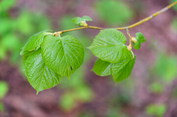 A small black caterpillar on a lush linden leaf.