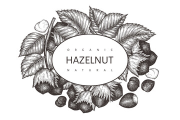 Hand drawn sketch hazelnut design template. Organic food vector illustration on white background. Vintage nut illustration. Engraved style botanical background.