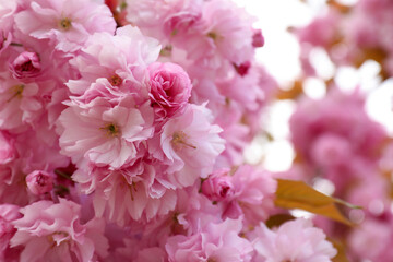 Fototapeta premium Closeup view of blossoming pink sakura tree outdoors