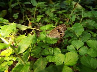 ヒメウラナミジャノメ butterfly