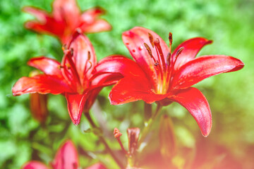 Red lily blossoms in the garden after the rain