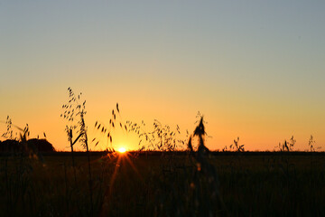 Fototapeta na wymiar Lever de soleil sur un champ de blé