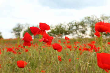 Beautiful red poppy flowers growing in field
