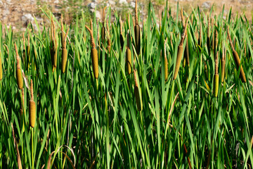 Fototapeta premium reed plants growing on the edge of a lake