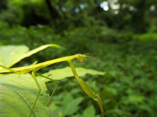 カマキリ mantis