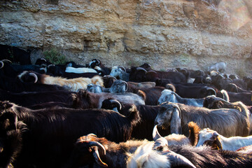 herd of goats passing by