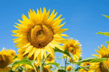 Close up of a sunflower blossom in front of the blue sky in a sunflowerfield
