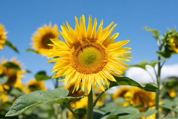 sunflower of blue sky