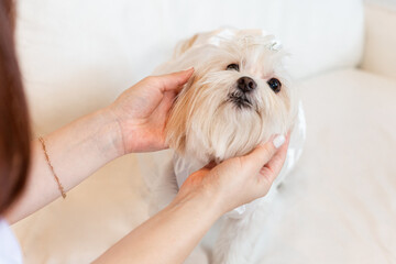 portrait of a bichon maltes while being dressed for the party