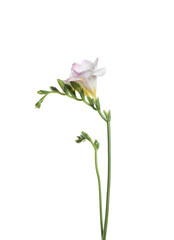 Beautiful tender freesia flower isolated on white