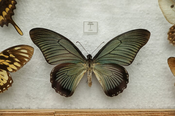 Obraz na płótnie Canvas Beautiful Papilio zalmoxis butterfly on white background