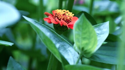 Obraz premium orange zinnia in the garden