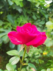 Pink rose in garden