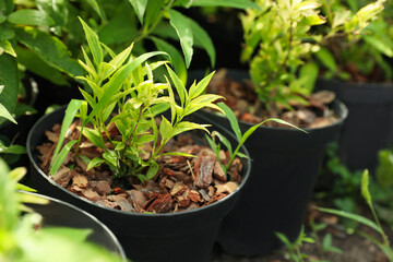 Green trees in pots, closeup. Gardening and planting