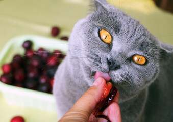 The gray Scottish cat is eating juicy sweet homemade plums from the garden. A domestic cat that loves to eat fruits and berries.