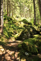 path in the forest