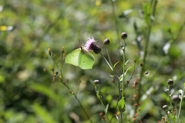 A common brimstone butterflysitting on a flower.