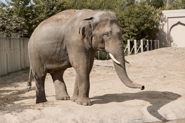Asian elephant in the zoo