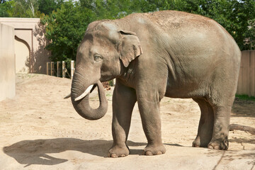 Asian elephant in the zoo