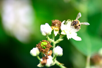 Abeille butinant