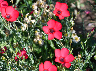 Red Flower flax (Latin. Línum)