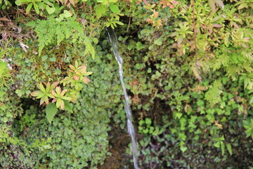 Fototapeta premium 下生えの隙間から水が一筋流れ出ている風景