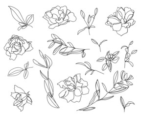 Set of sketches and line doodles. Isolated flowers, leaves - for decoration prints, labels, patterns. - Vector illustration. Coloring book